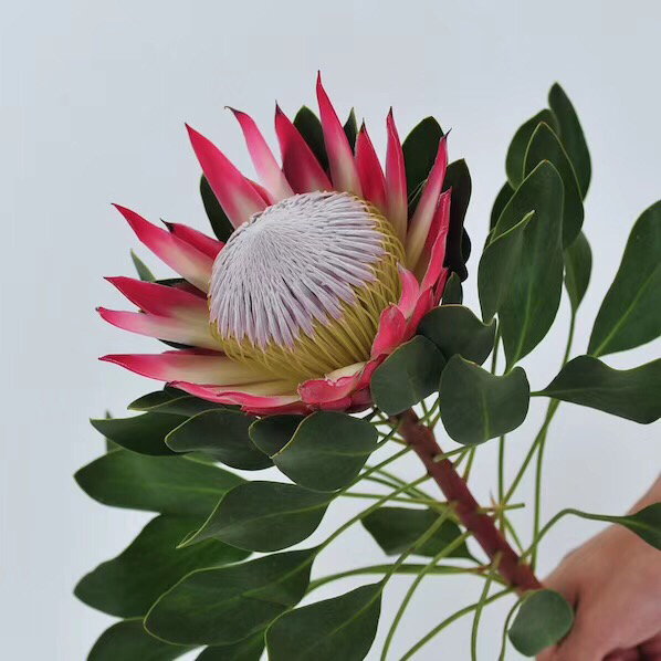 3月19日红帝王Cynaroides Madiba 60cm-1支