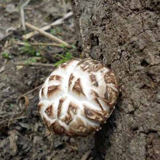 段木小花菇 | 大巴山深处野外纯青杠木生长，香菇中的极少数！《舌尖上的中国2》推崇山珍！ 商品图3