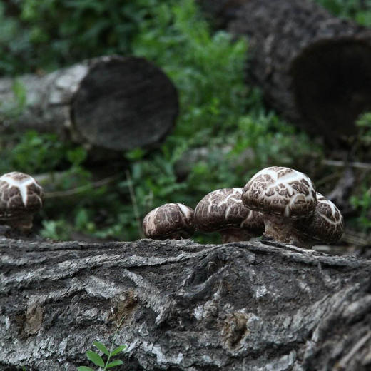 段木小花菇 | 大巴山深处野外纯青杠木生长，香菇中的极少数！《舌尖上的中国2》推崇山珍！ 商品图5
