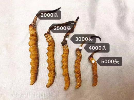 【美燕屋】那曲冬虫夏草 商品图3