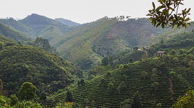 4. 广西野生茶树资源情况介绍
