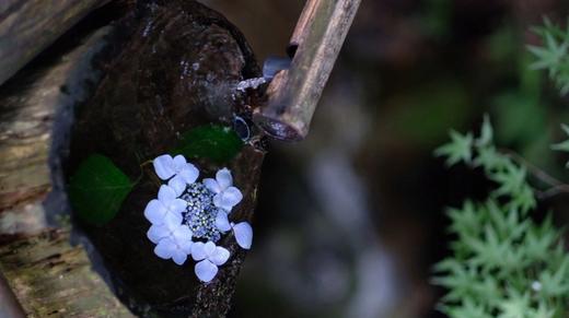 NO.8-声音是最温柔的陪伴 商品图0