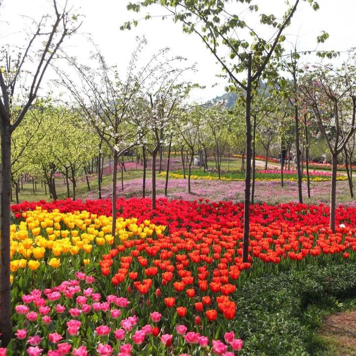 德阳芳菲谷图片