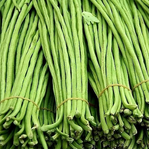 本地长豆角约500gbcsj