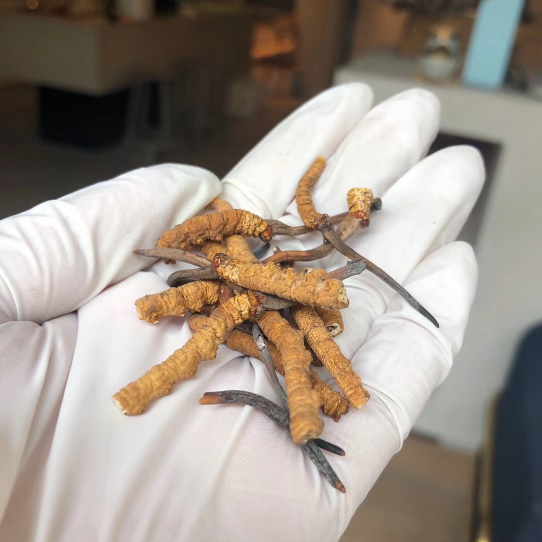 【美燕屋】那曲冬虫夏草断草