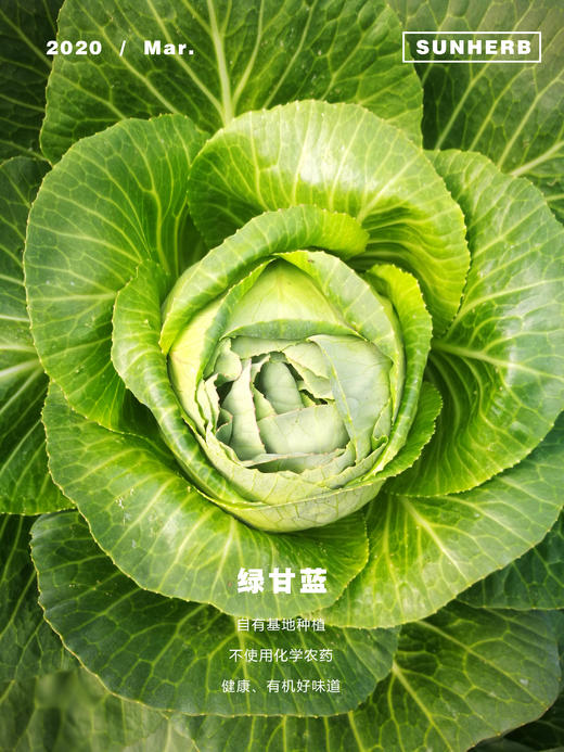 绿甘蓝 圆白菜 250g 商品图0