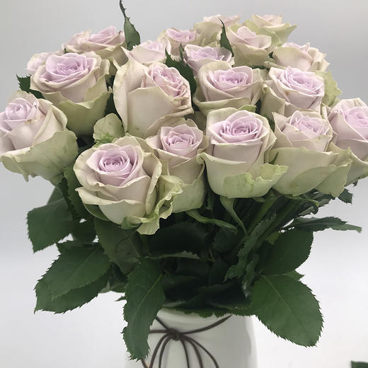 爱必达 海洋之谜 浅紫色 10支/扎 - 儒蝶鲜花批发