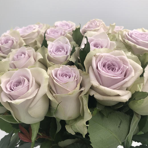 爱必达 海洋之谜 浅紫色 10支/扎 - 儒蝶鲜花批发