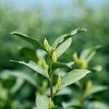 【预售】2026年龙井新茶杭州老树龙井茶叶绿茶罐装50g 商品缩略图6