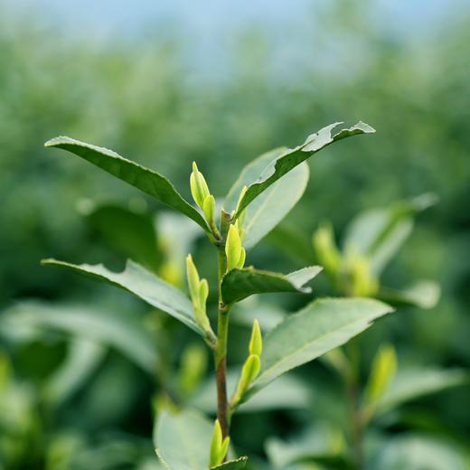 【预售】2026年龙井新茶杭州老树龙井茶叶绿茶罐装50g 商品图6