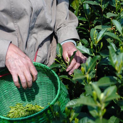 【预售】2026年龙井新茶杭州老树龙井茶叶绿茶罐装50g 商品图9