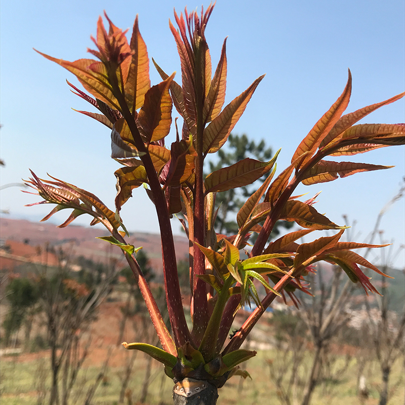 云南露天红香椿嫩芽 2斤装(每周二,周五发货)