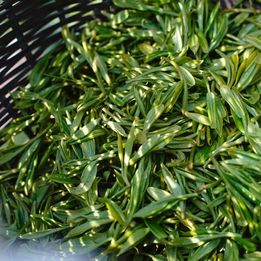 【预售】2026年龙井新茶杭州老树龙井茶叶绿茶罐装50g 商品图10