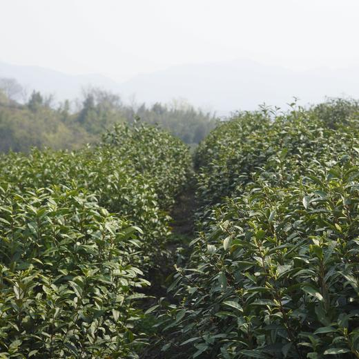 【预售】2026年龙井新茶杭州老树龙井茶叶绿茶罐装50g 商品图7