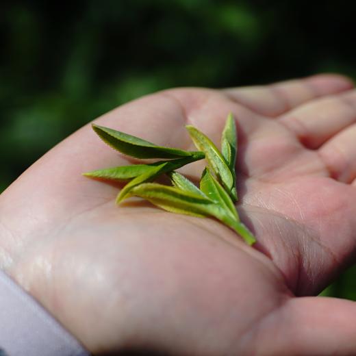 【预售】2026年龙井新茶杭州老树龙井茶叶绿茶罐装50g 商品图5