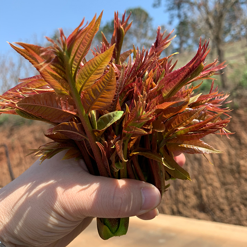 云南露天红香椿嫩芽 2斤装(每周二,周五发货)