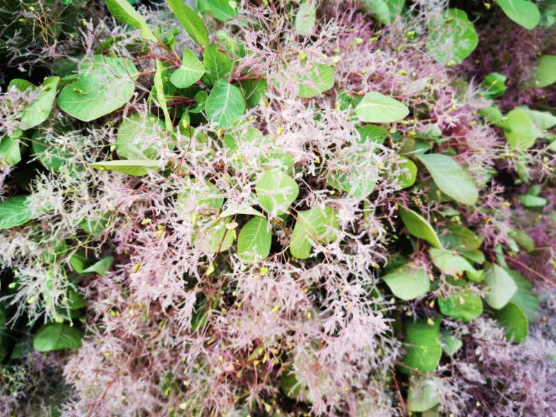 神仙花材雾中情人黄栌约35枝扎