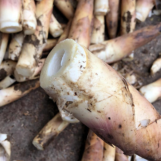 【食材优选】临安天目山雷笋新鲜雷笋春笋农家蔬菜当天现挖竹笋油焖笋