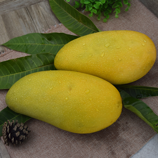 【坏果包赔】海南金煌芒 特大芒果 8斤 产地直发 包邮