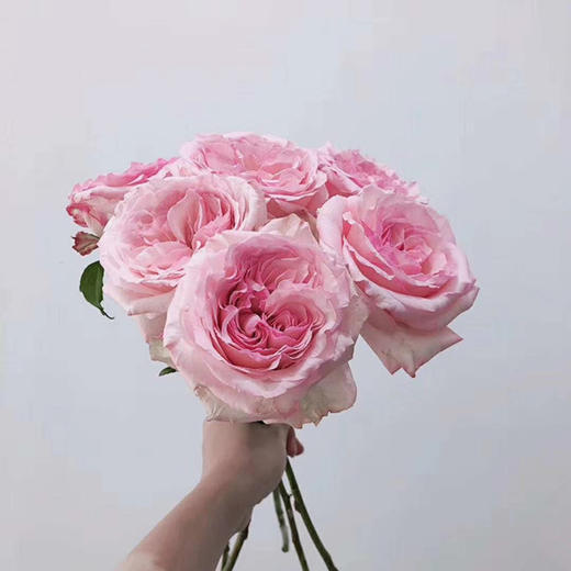 【秒杀福利】粉荔枝  20枝/扎 商品图2