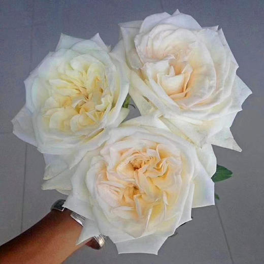 【秒杀福利】白荔枝  20支/扎 商品图2