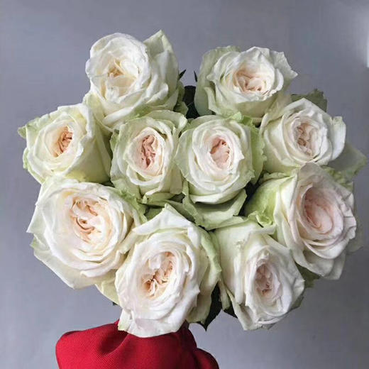 【秒杀福利】白荔枝  20支/扎 商品图1