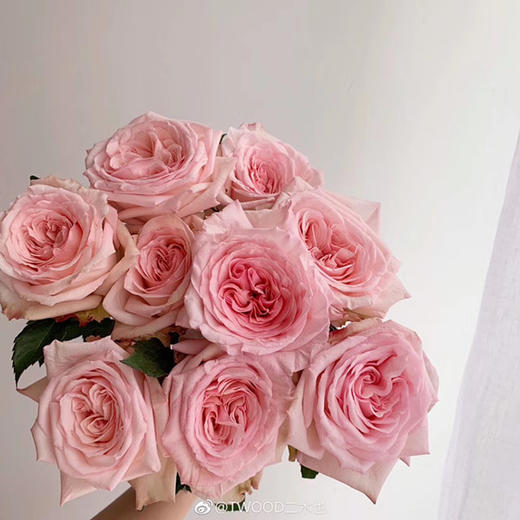 【秒杀福利】粉荔枝  20枝/扎 商品图1