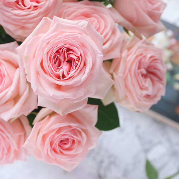 【秒杀福利】粉荔枝  20枝/扎