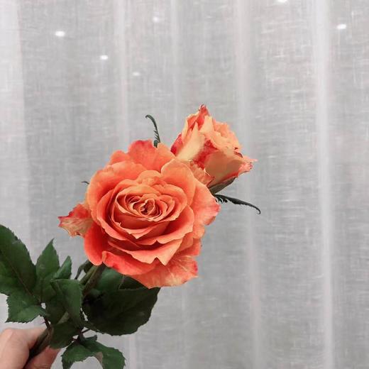 【秒杀福利】欢乐颂  20枝/扎 商品图1