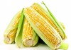 玉米棒    4个/份 商品缩略图0