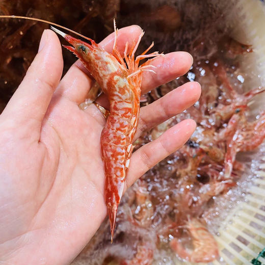 海鲜精选东山海鲜61野生活鲜樱花虾顺丰冷链虾界的红火吉祥物深海小