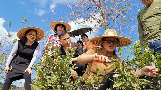 7. 六堡茶种植的病虫草害绿色防控 商品图0