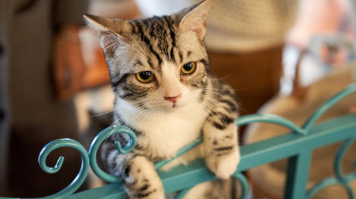 问题12｜改善被迫养猫的日子 商品图0