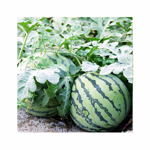 上海8424西瓜(约8斤/个) 商品图1