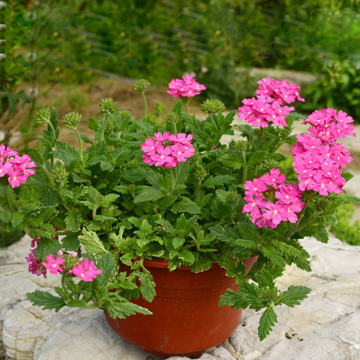 美女樱盆栽-带花阳台四季开花植物多色垂吊多花美女樱花苗