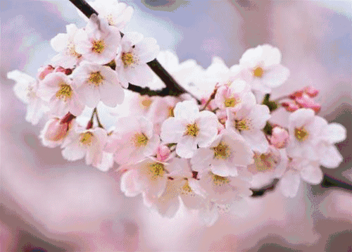 【八大山人梅湖景区】快来长廊观鱼亲子园赏樱花!29.