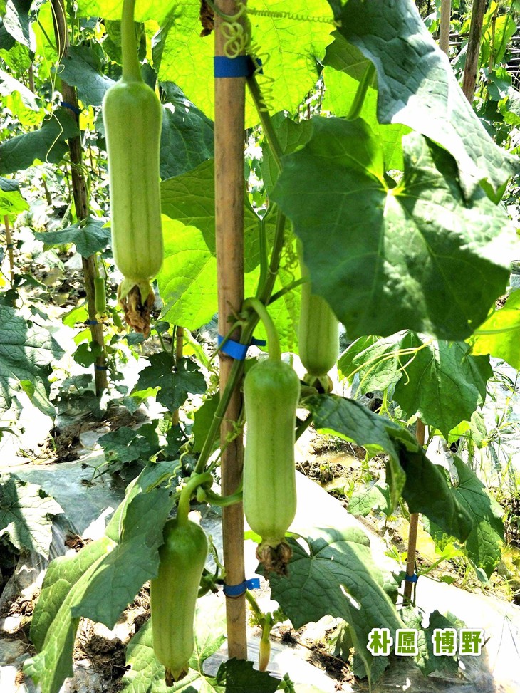 清炒不加水更好吃～白白胖胖的白玉丝瓜/肉丝瓜 500g