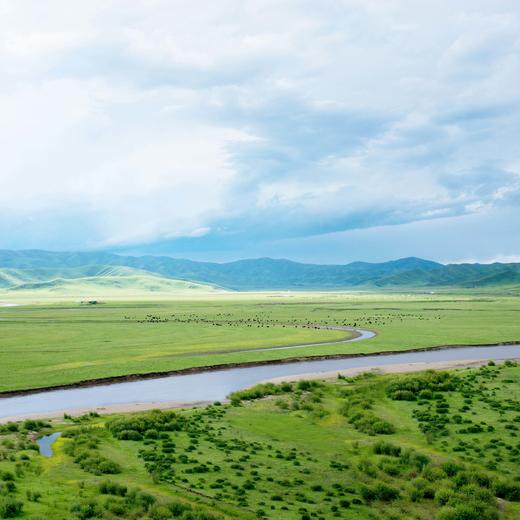 有机牦牛奶粉 | 公平贸易* Organic yak milk powder | Fair-trade 商品图3