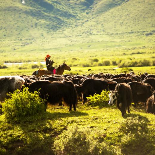 有机牦牛奶粉 | 公平贸易* Organic yak milk powder | Fair-trade 商品图4