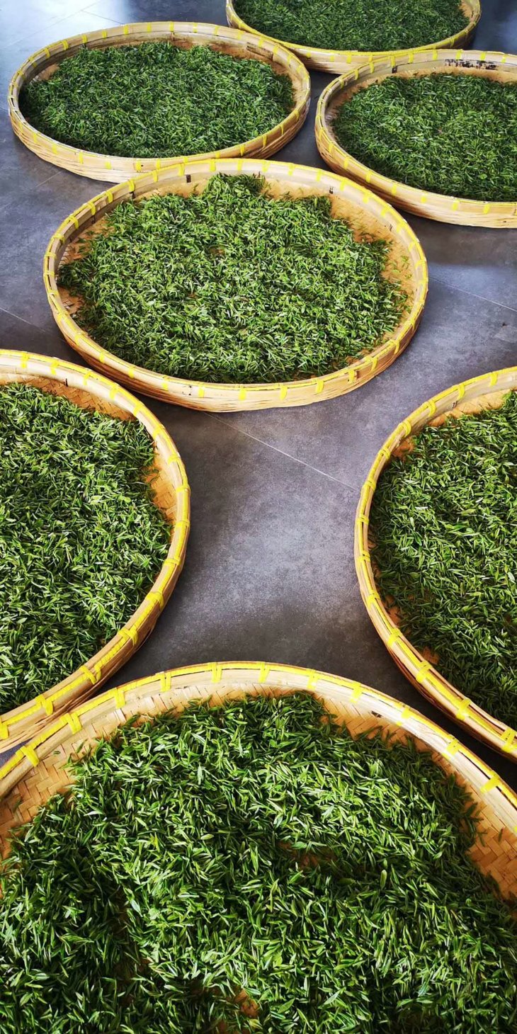 茶果间作是碧螺春茶园最具特色的栽培方式,以茶树为主,在茶园中嵌种