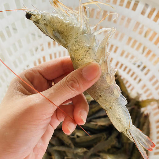 【海鲜任意3斤起购】东山海鲜野生活鲜机敏虾|东山岛无污染海域捕捞