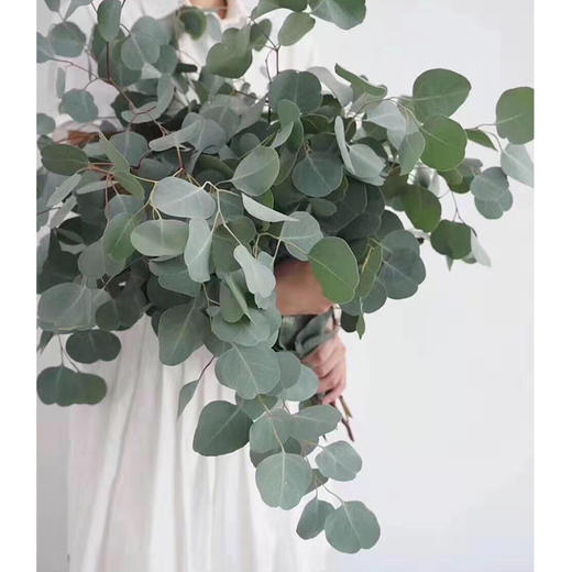 【周四团购】圆叶尤加利叶一把/29.8元 2人拼团 商品图1