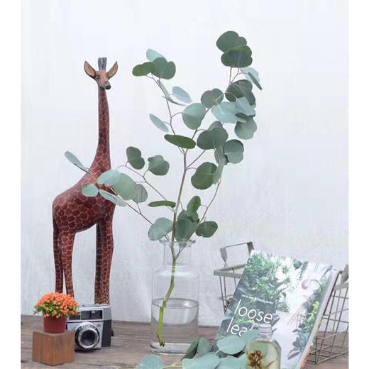 【周四团购】圆叶尤加利叶一把/29.8元 2人拼团 商品图2