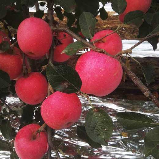 物本源有机益生菌苹果 商品图0