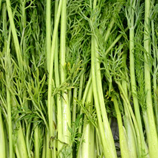 物本源有机茴香 商品图1