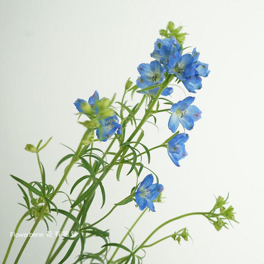 【周四秒杀】蓝色小飞燕一把49.8元 商品图3