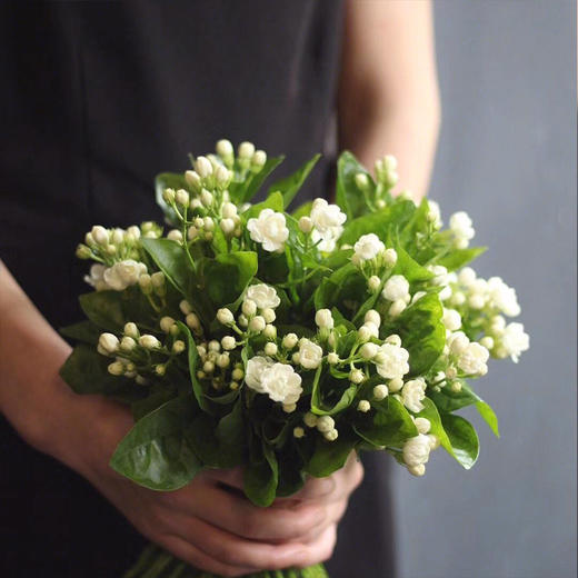 【周四秒杀】茉莉花一把29.8元 商品图1