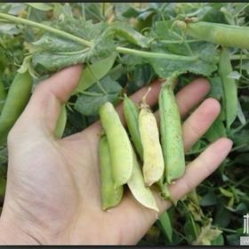 215麦豆夾400克一份