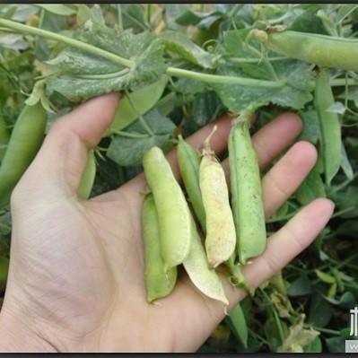 215麦豆夾400克一份 商品图0