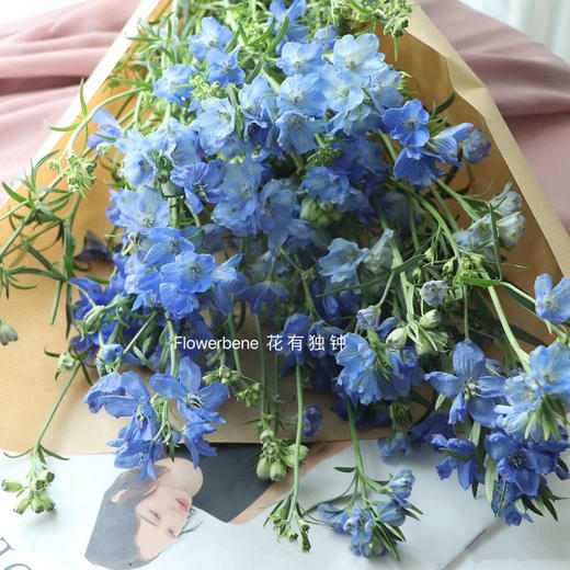 【周四秒杀】蓝色小飞燕一把49.8元 商品图2